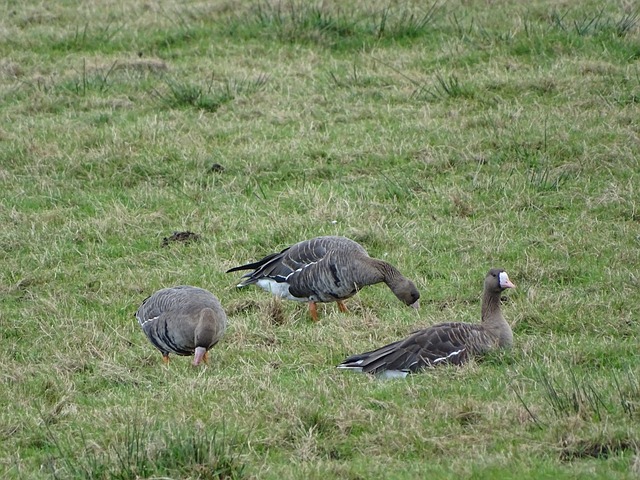 发展造成了 发展造成了